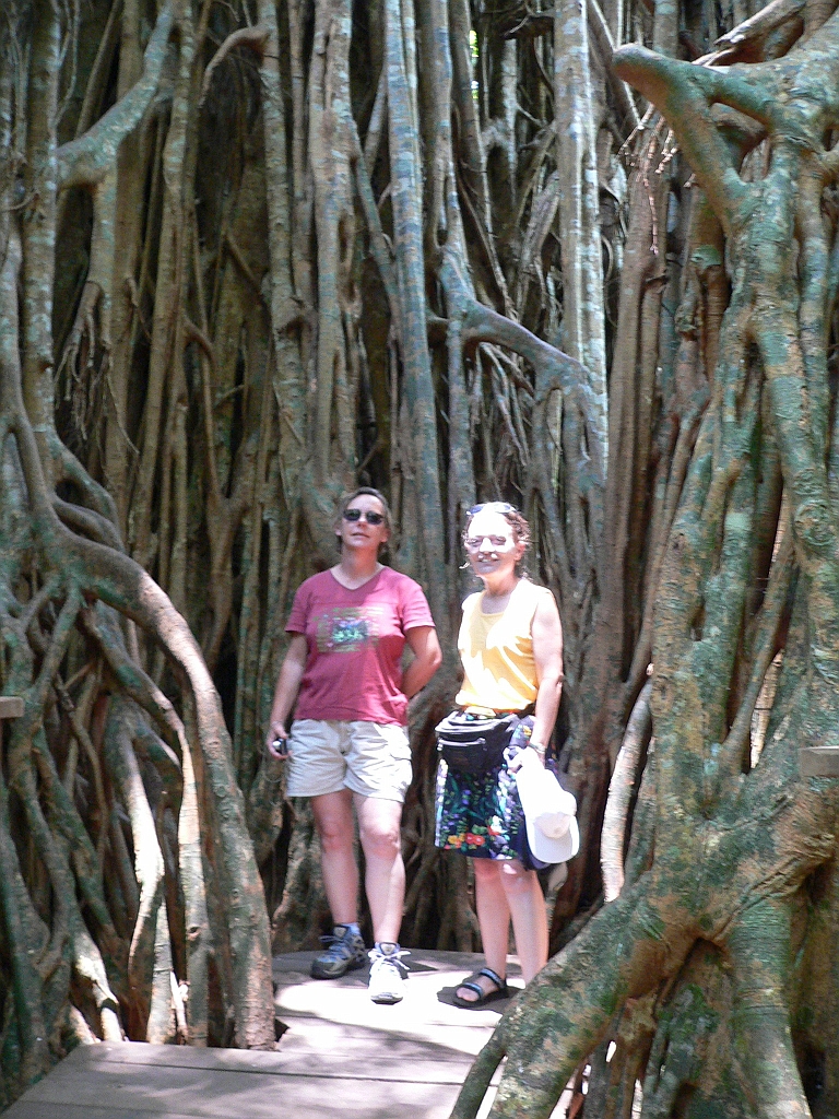 002 Cathedral Fig Tree.jpg